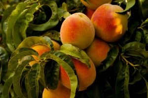 A close-up of ripe peaches still on the tree